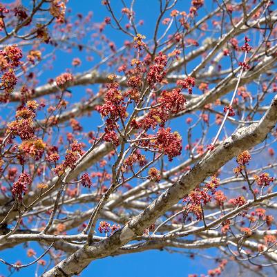 Acer rubrum 