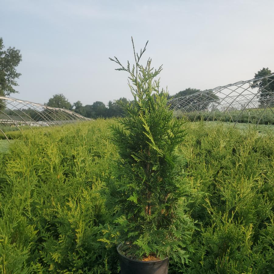 Thuja X 'Green Giant'