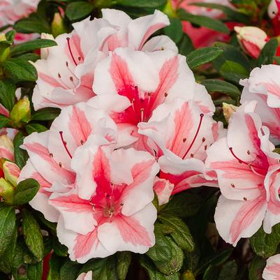 Azalea Encore® Autumn Starburst®