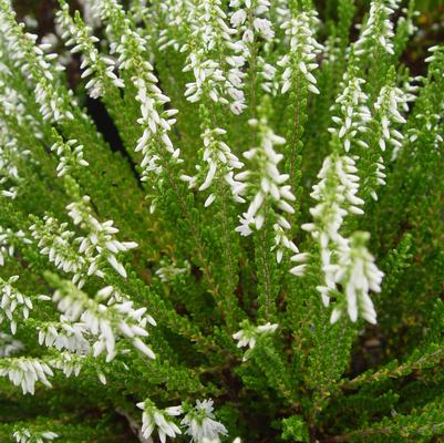 Calluna vulgaris Maires