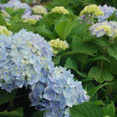 Hydrangea mac. Endless Summer® Collection Endless Summer® The Original