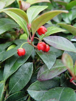 Gaultheria procumbens 