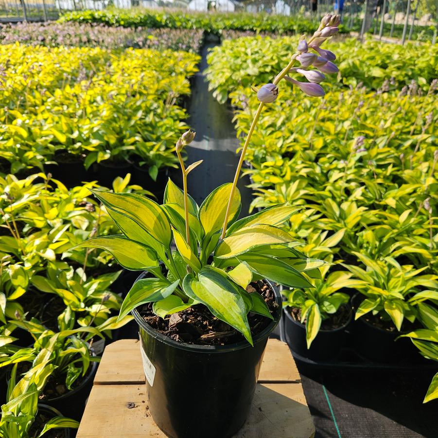 Hosta tardiana June