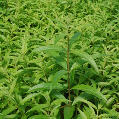 Aloysia triphylla 