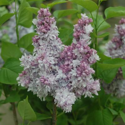 Syringa 'Equinox Valley'