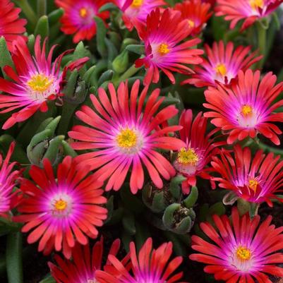 Delosperma cooperi Jewel of the Desert® Garnet