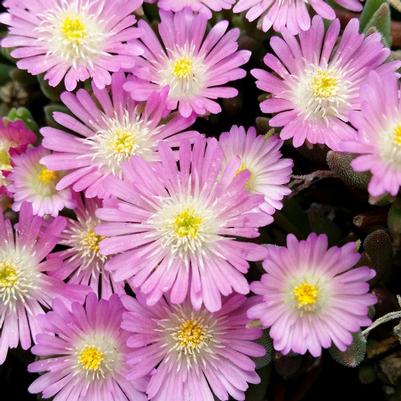 Delosperma cooperi 'Jewel of Desert Rosequartz'