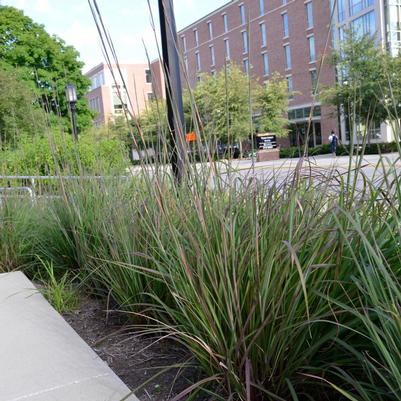 Andropogon gerardii Karl's Cousin®