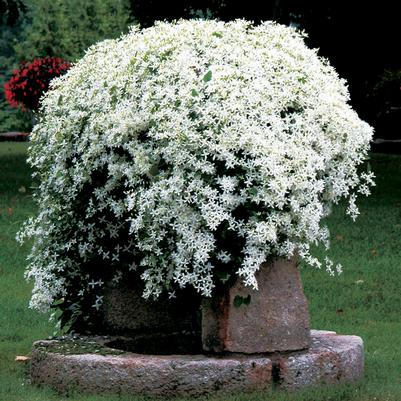 Clematis paniculata 