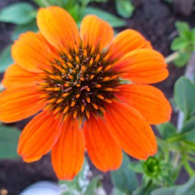 Echinacea Sombrero® Adobe Orange