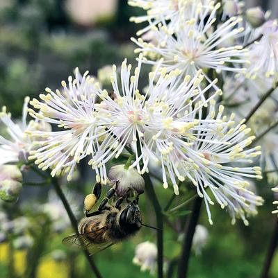 Thalictrum Nimbus™ White