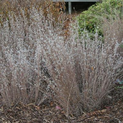 Andropogon t. 'Black Mountain'