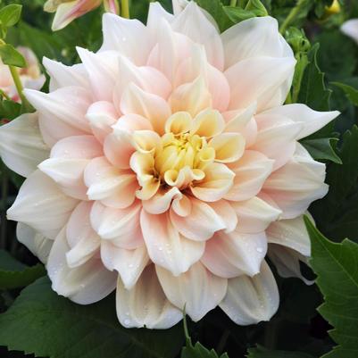 Dahlia 'Break Out'