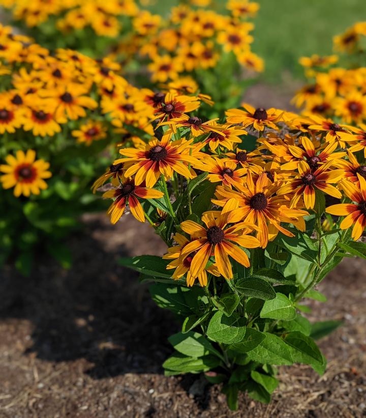 Rudbeckia hirta MiniBeckia™ Flame