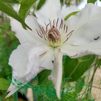 Clematis Hyde Hall™