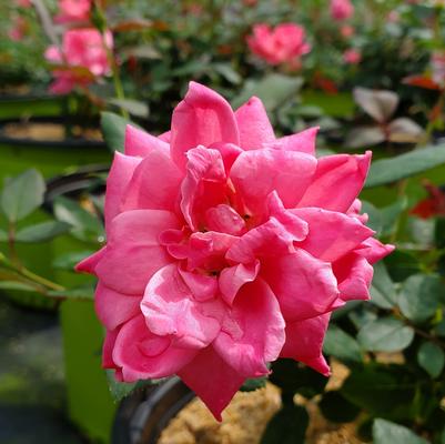 Rosa Knock Out® Double Pink Knock Out®