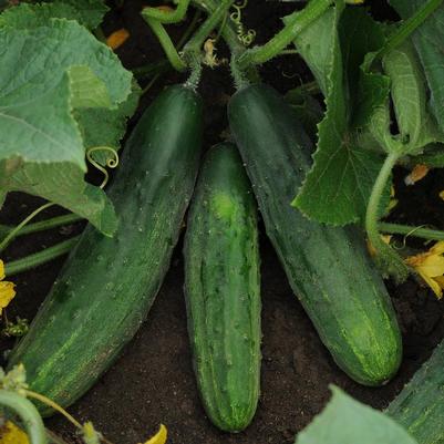 Cucumber Patio Snacker