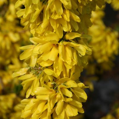 Forsythia X Show Off® Starlet