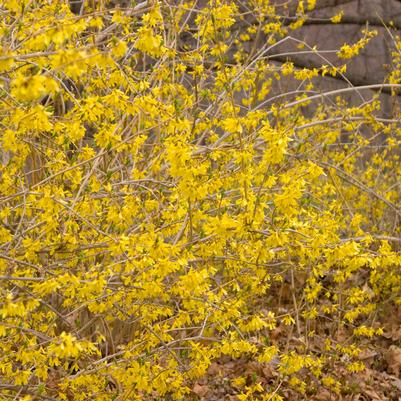 Forsythia 'Northern Gold'