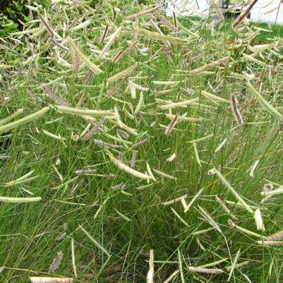 Bouteloua gracilis 'Blonde Ambition'