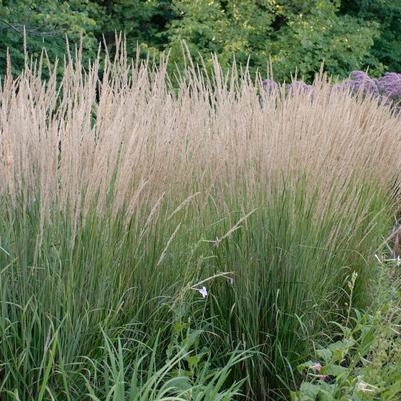 Calamagrostis a. Karl Foerster