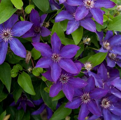 Clematis 'The President' 