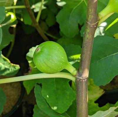 Ficus carica Verns Brown Turkey