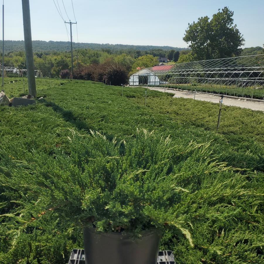 Juniperus chin. Sargentii Viridis