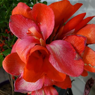 Canna Cannova® Bronze Orange