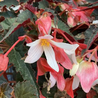 Begonia Waterfall® 