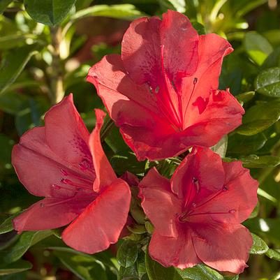 Azalea Encore® Autumn Sunset®