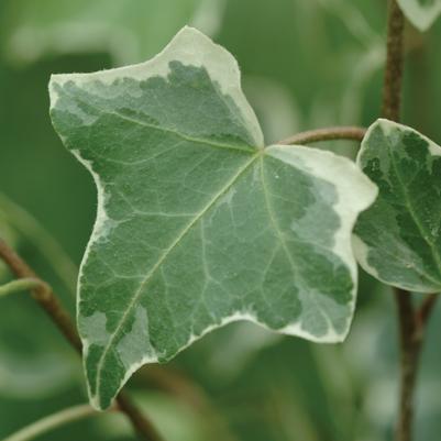 Hedera helix 'Glacier'