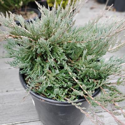 Juniperus horizontalis 'Bar Harbor'