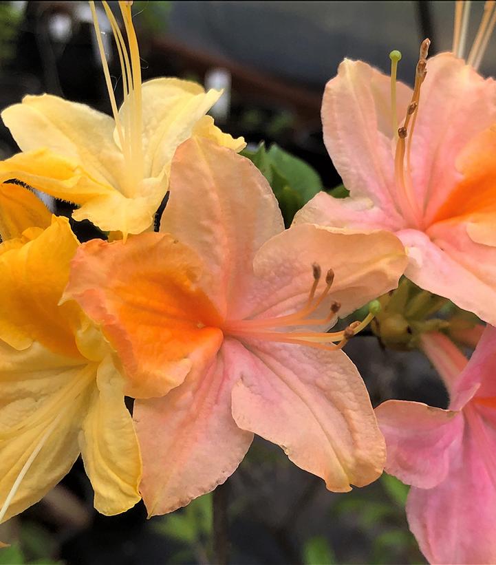 Azalea 'Garden Rainbow'