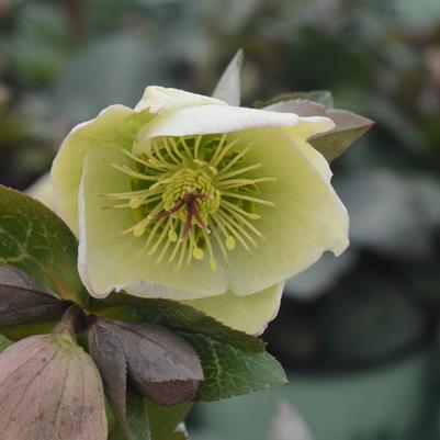 Helleborus Frostkiss® Molly's White