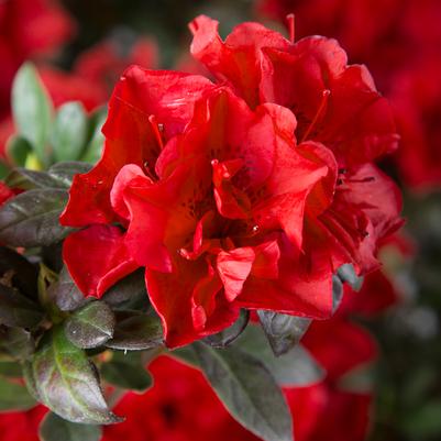 Azalea Encore® Autumn Fire®