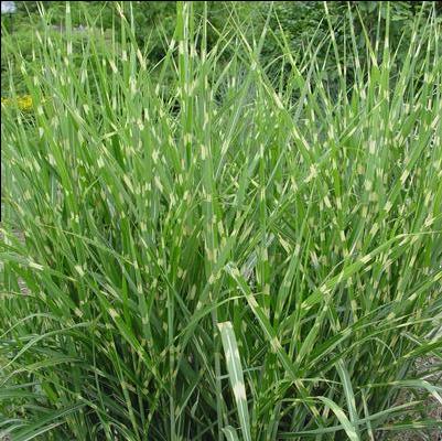 Miscanthus sinensis Strictus