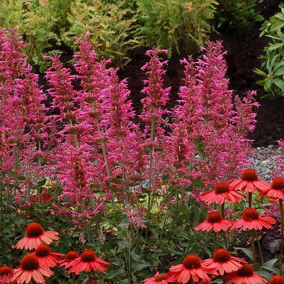 Agastache 'Morello'