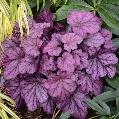 Heuchera Primo™ 'Wild Rose'