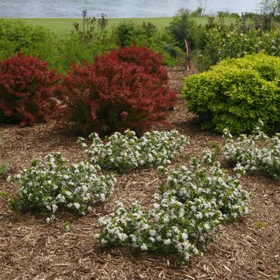 Aronia melanocarpa Low Scape Mound®