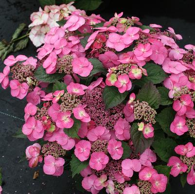 Hydrangea serrata Tuff Stuff™