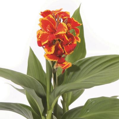 Canna Cannova® Red Golden Flame