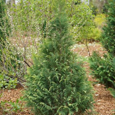 Chamaecyparis lawsoniana Pinpoint® Blue & Gold