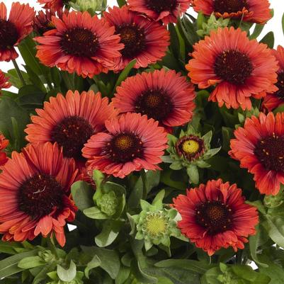 Gaillardia SpinTop™ Red