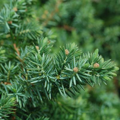 Juniperus conferta Blue Pacific