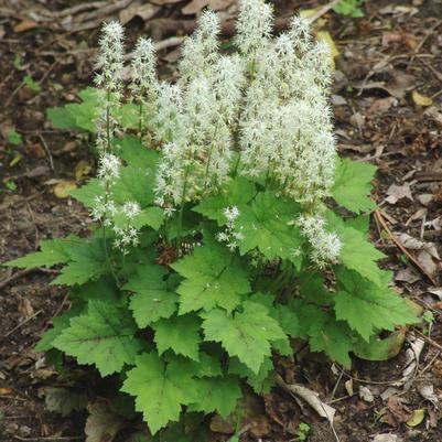 Tiarella cordifolia 