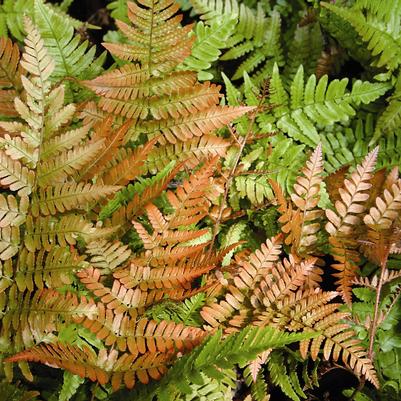 Dryopteris erythrosora 'Brilliance'