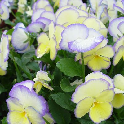 Viola x 'Etain'