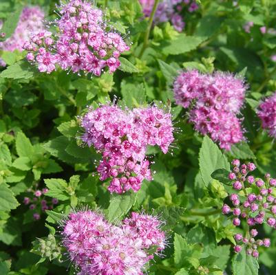 Spiraea jap. Little Princess