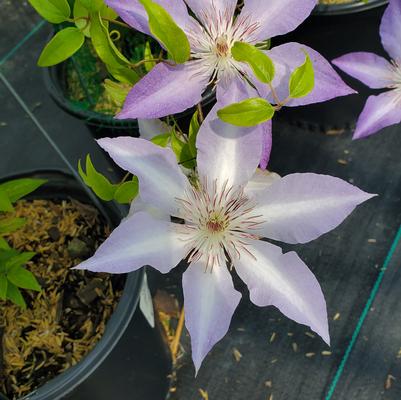 Clematis Tranquilite™